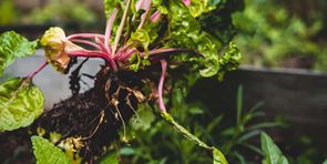 a plant being uprooted